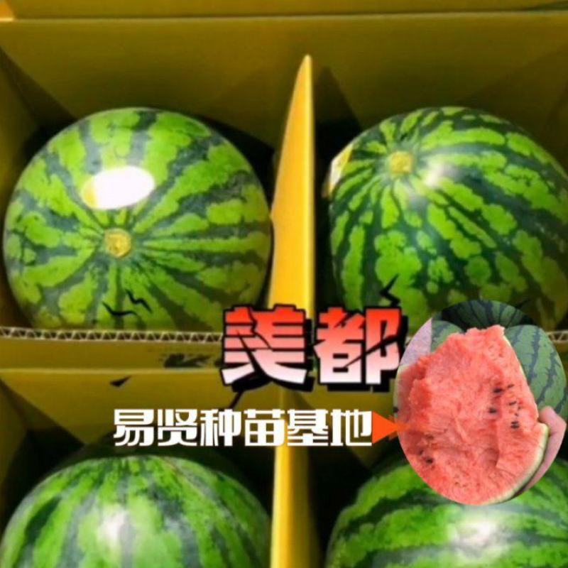 山东潍坊寿光露天保护地直根8424西瓜苗嫁接8424包邮