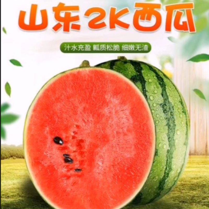 山东潍坊寿光露天保护地直根8424西瓜苗嫁接8424包邮