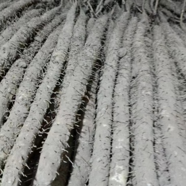 小白嘴【山药】山药产地直供，对接全国各大批发市场超市，电商