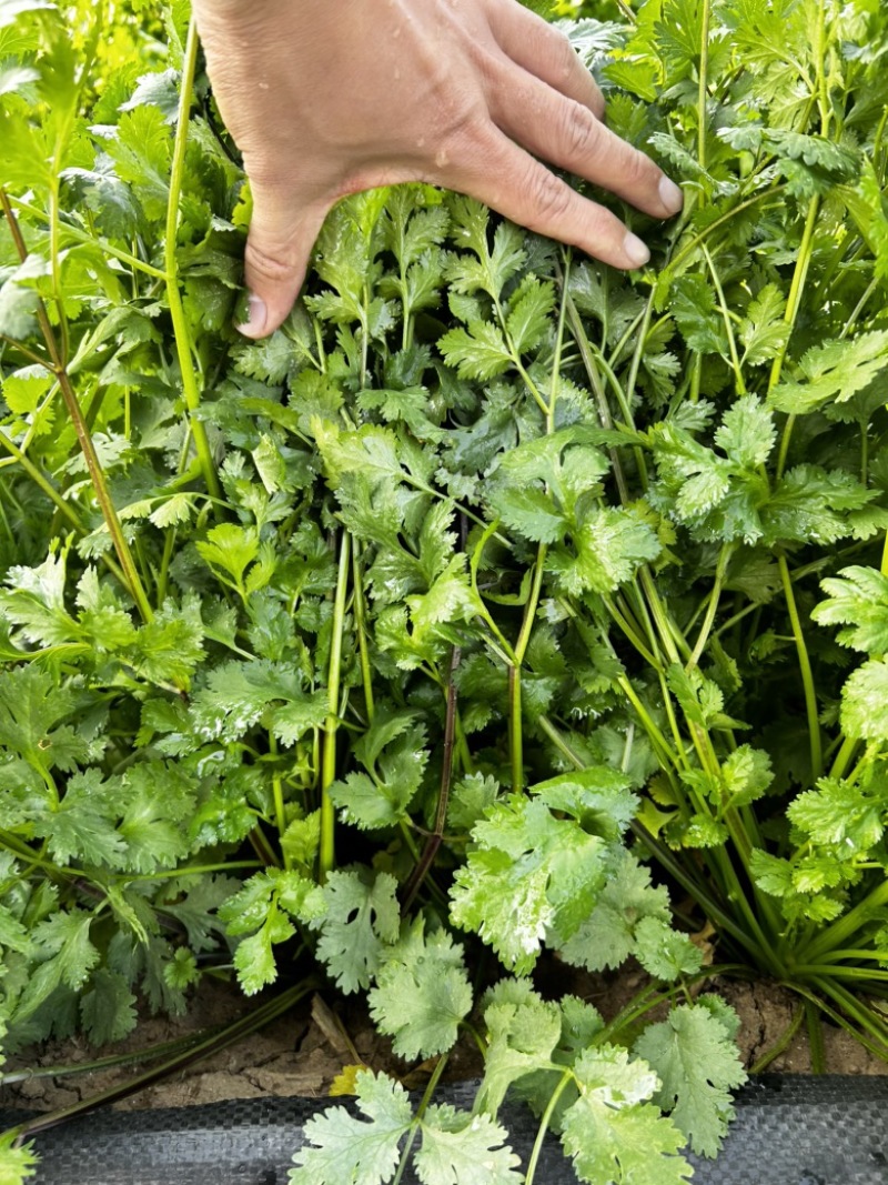 铁杆青香菜种子大叶高产耐寒食用青梗实心香味浓基地