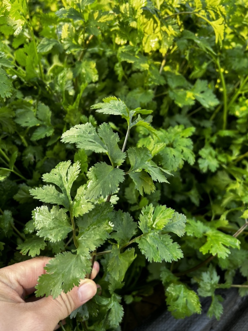 铁杆青香菜种子大叶高产耐寒食用青梗实心香味浓基地