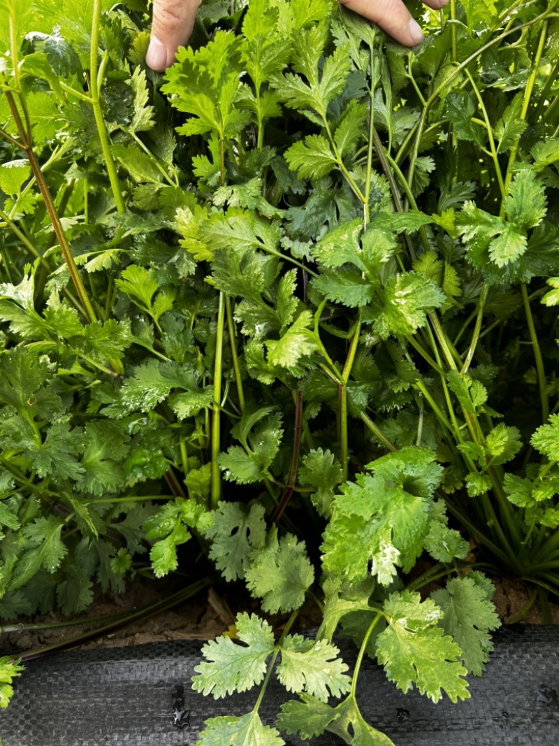 铁杆青香菜种子大叶高产耐寒食用青梗实心香味浓基地