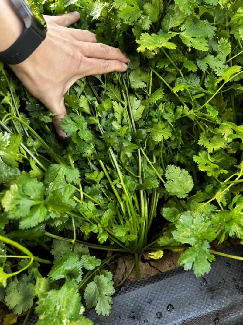 铁杆青香菜种子大叶高产耐寒食用青梗实心香味浓基地