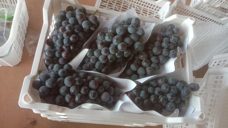 精品葡萄夏黑葡萄货源充足量大从优质量保证欢迎咨询
