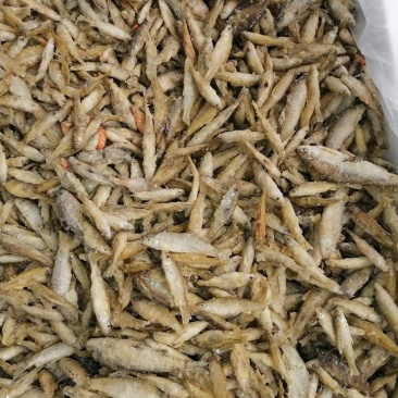 麦穗鱼