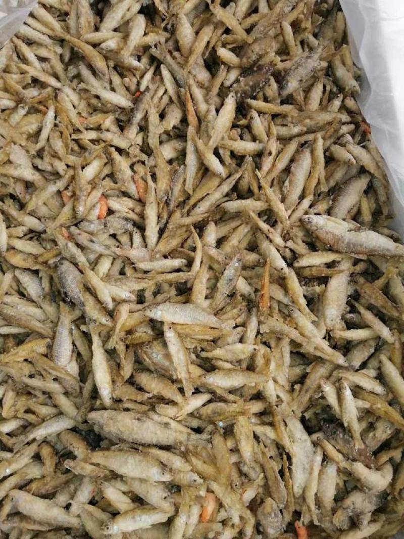 麦穗鱼