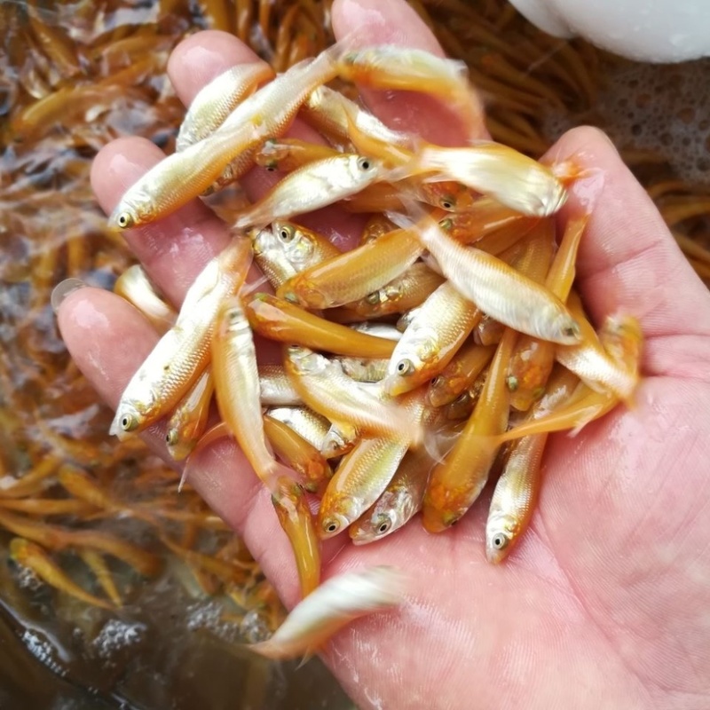 俄罗斯金丝草鱼苗