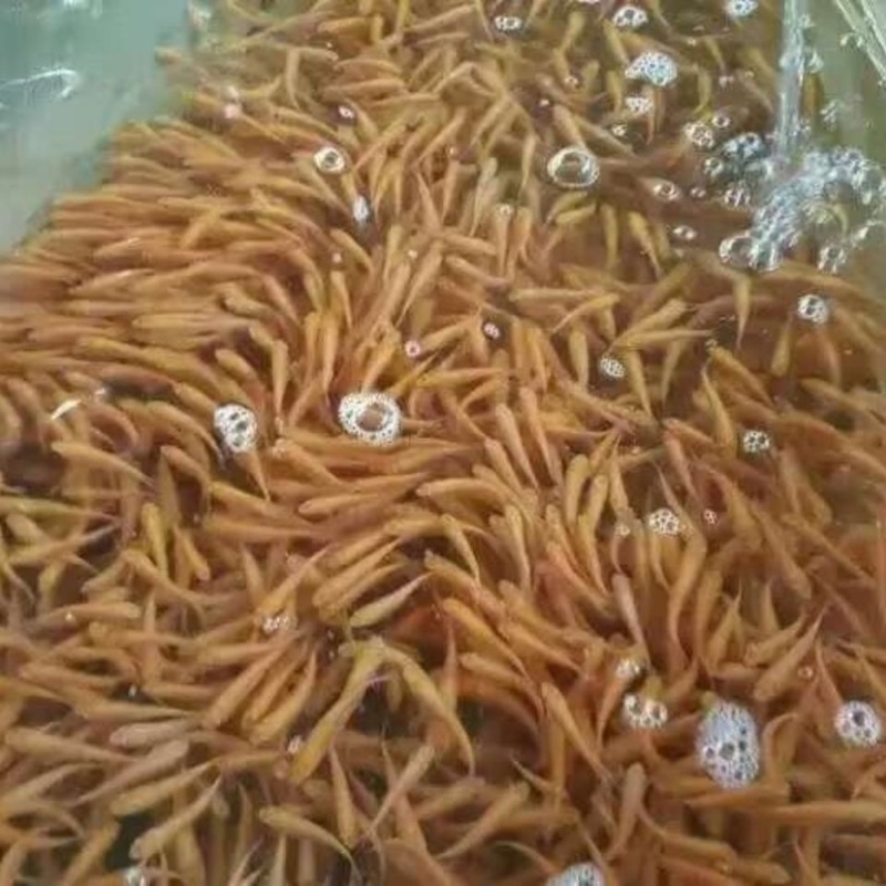 俄罗斯金丝草鱼苗