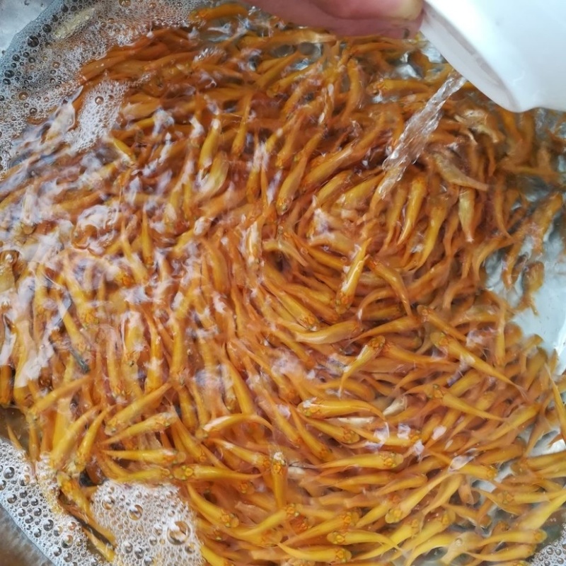 俄罗斯金丝草鱼苗