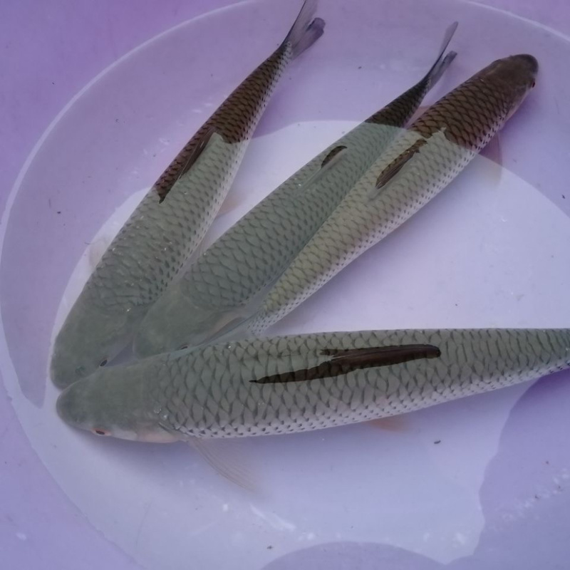 赤眼鳟鱼苗