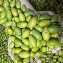 精品青橄榄大连供应产地直发一手货源对接全国市场