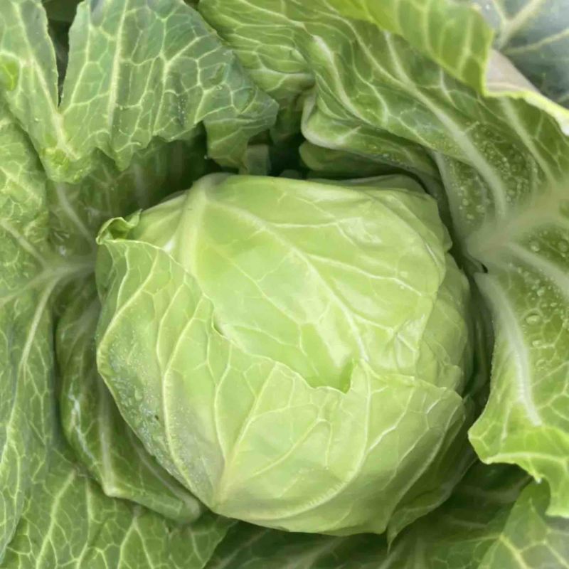 湖北沙甘蓝包菜基地，现大量上市平包扁包菜菜叶干净