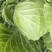 湖北沙甘蓝包菜基地，现大量上市平包扁包菜菜叶干净
