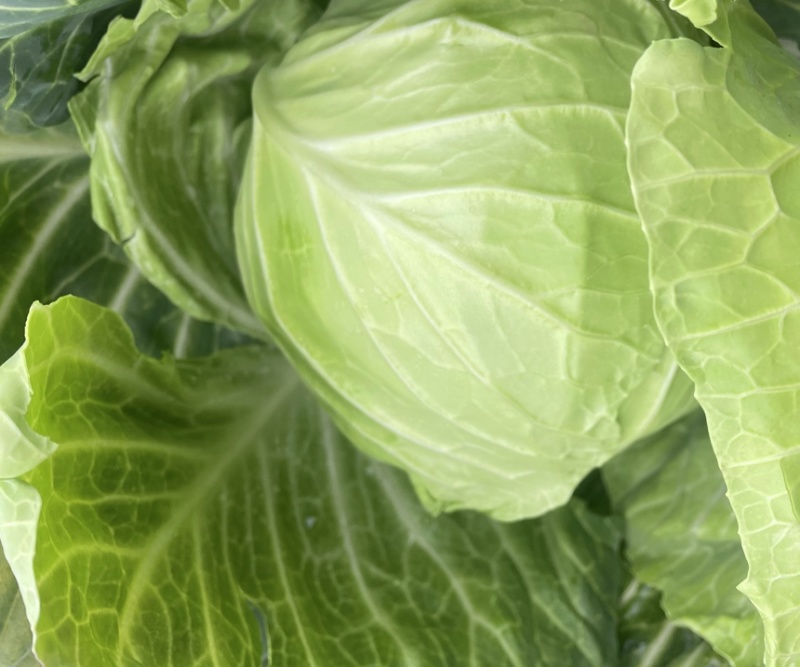 湖北沙甘蓝包菜基地，现大量上市平包扁包菜菜叶干净