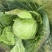 湖北沙甘蓝包菜基地，现大量上市平包扁包菜菜叶干净