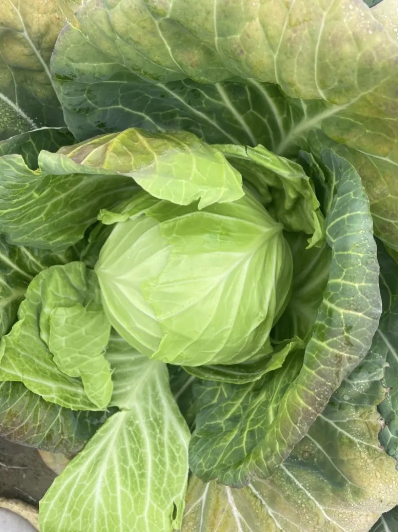 湖北沙甘蓝包菜基地，现大量上市平包扁包菜菜叶干净