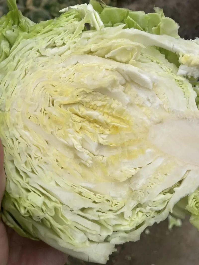 湖北沙甘蓝包菜基地，现大量上市平包扁包菜菜叶干净