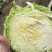 湖北沙甘蓝包菜基地，现大量上市平包扁包菜菜叶干净