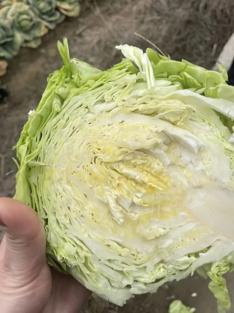 湖北沙甘蓝包菜基地，现大量上市平包扁包菜菜叶干净