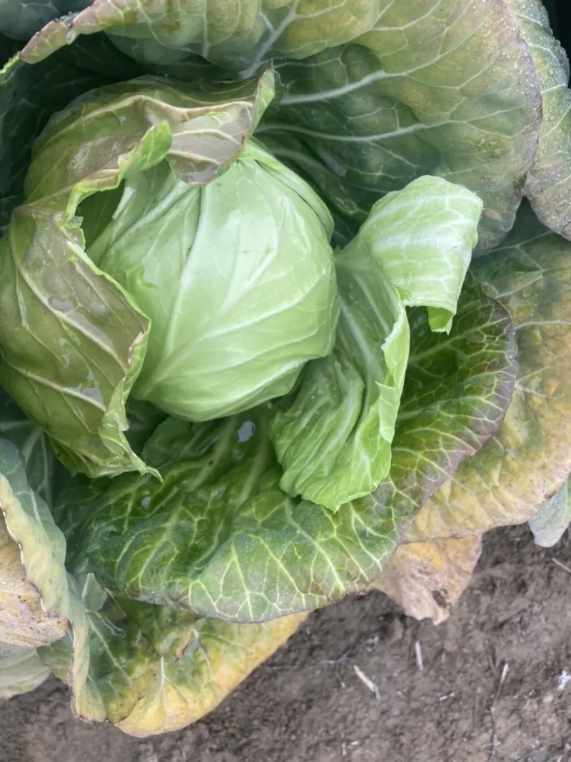 湖北沙甘蓝包菜基地，现大量上市平包扁包菜菜叶干净