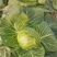 湖北沙甘蓝包菜基地，现大量上市平包扁包菜菜叶干净