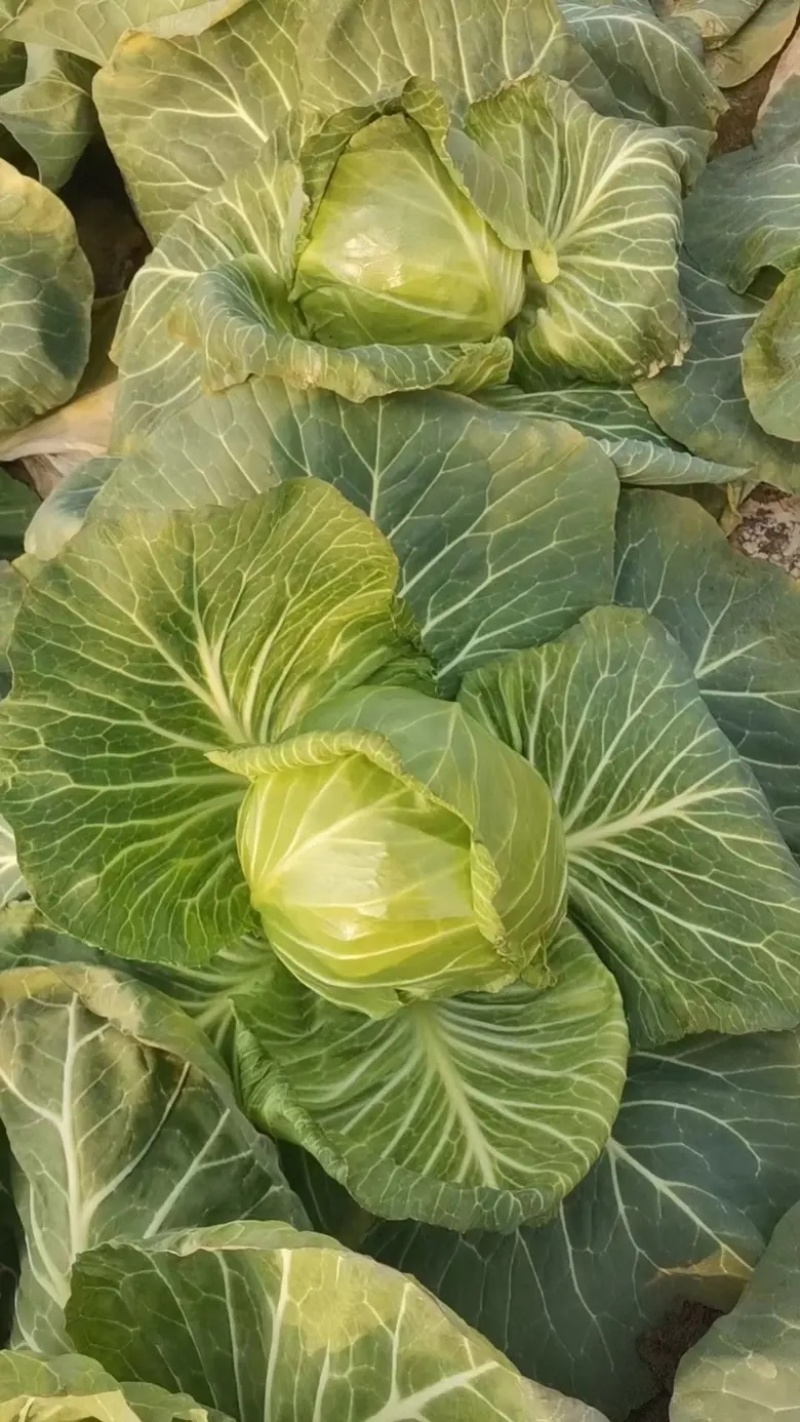 湖北沙甘蓝包菜基地，现大量上市平包扁包菜菜叶干净