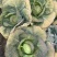 湖北沙甘蓝包菜基地，现大量上市平包扁包菜菜叶干净