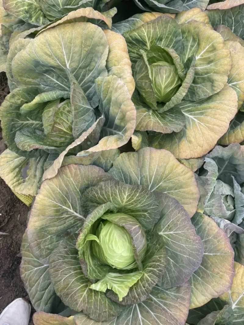 湖北沙甘蓝包菜基地，现大量上市平包扁包菜菜叶干净