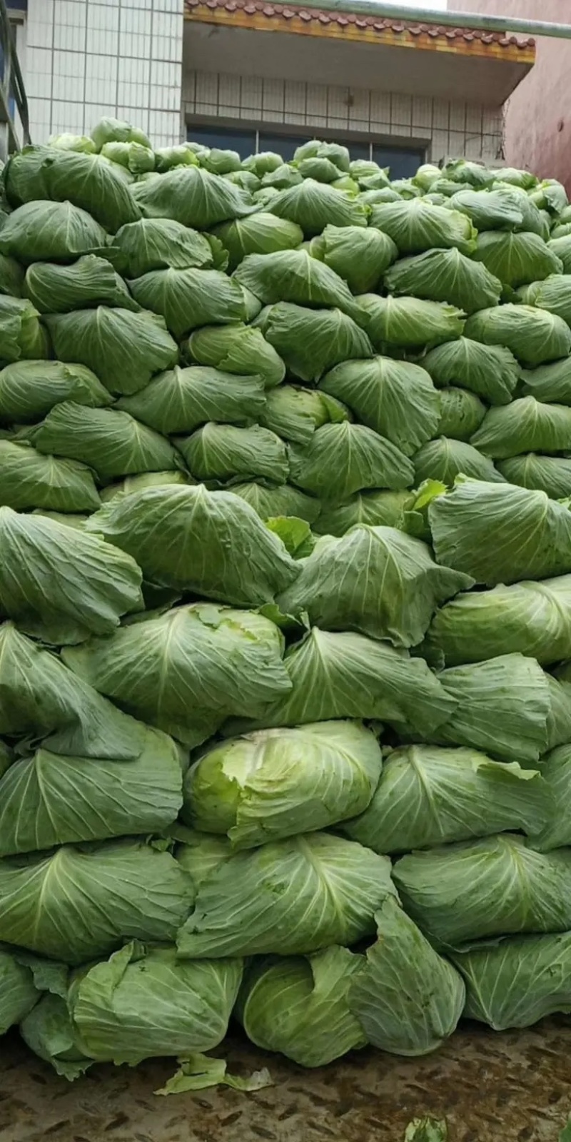 湖北沙甘蓝包菜基地，现大量上市平包扁包菜菜叶干净