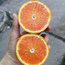 四川资中血橙树上鲜果100多万吨支持整车发货和一件