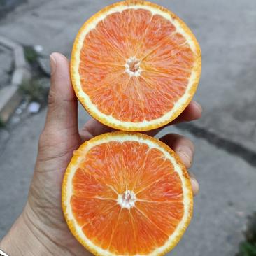 四川资中血橙树上鲜果100多万吨支持整车发货和一件代发