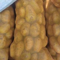 滕州大棚土豆，大青头，三两通天。