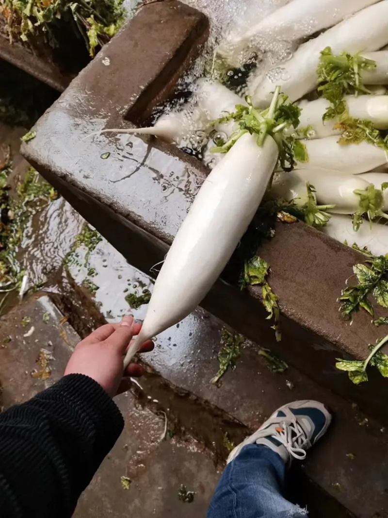 湖北沙洋萝卜基地大量上市白萝卜，规格整齐划一匀称