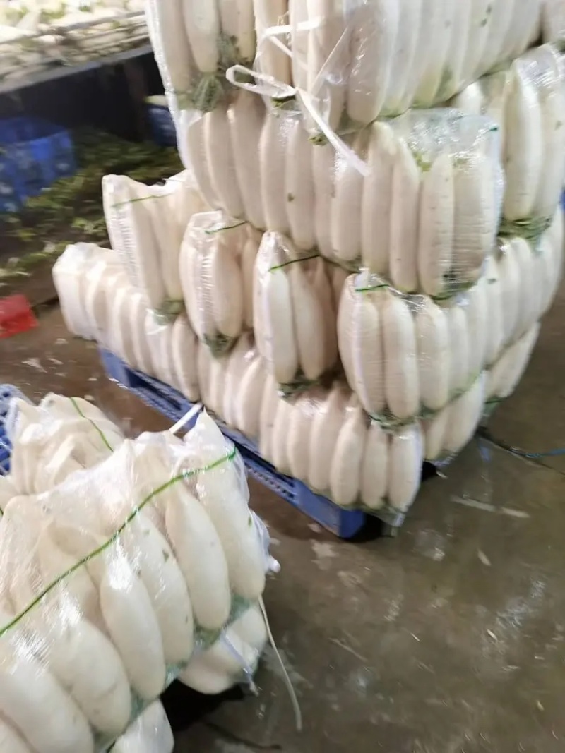 湖北沙洋萝卜基地大量上市白萝卜，规格整齐划一匀称