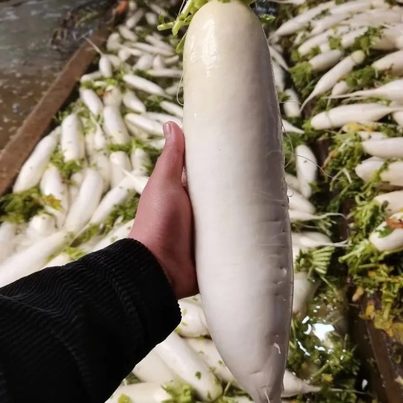 湖北沙洋萝卜基地大量上市白萝卜，规格整齐划一匀称
