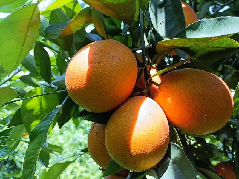 四川资中血橙树上鲜果100多万吨支持整车发货和一件代发