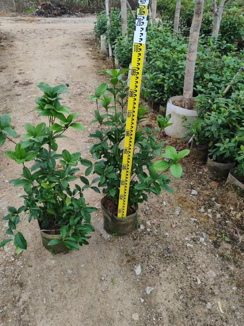 桂花苗90高至1.5米