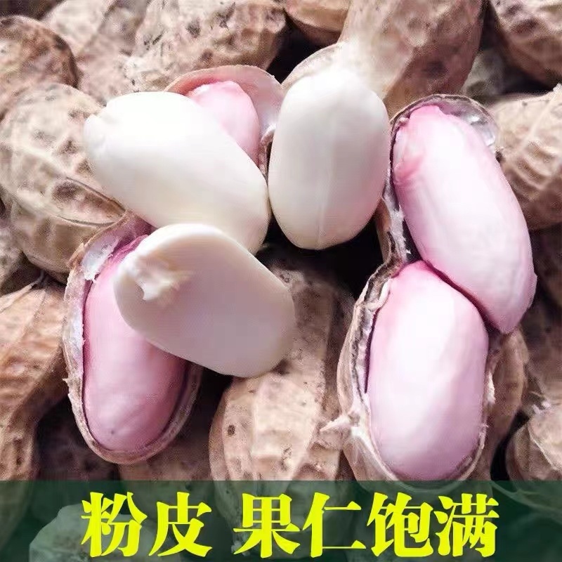 广东新鲜花生产地直发里仁饱满