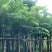 大红紫薇/开花紫花5～12公分