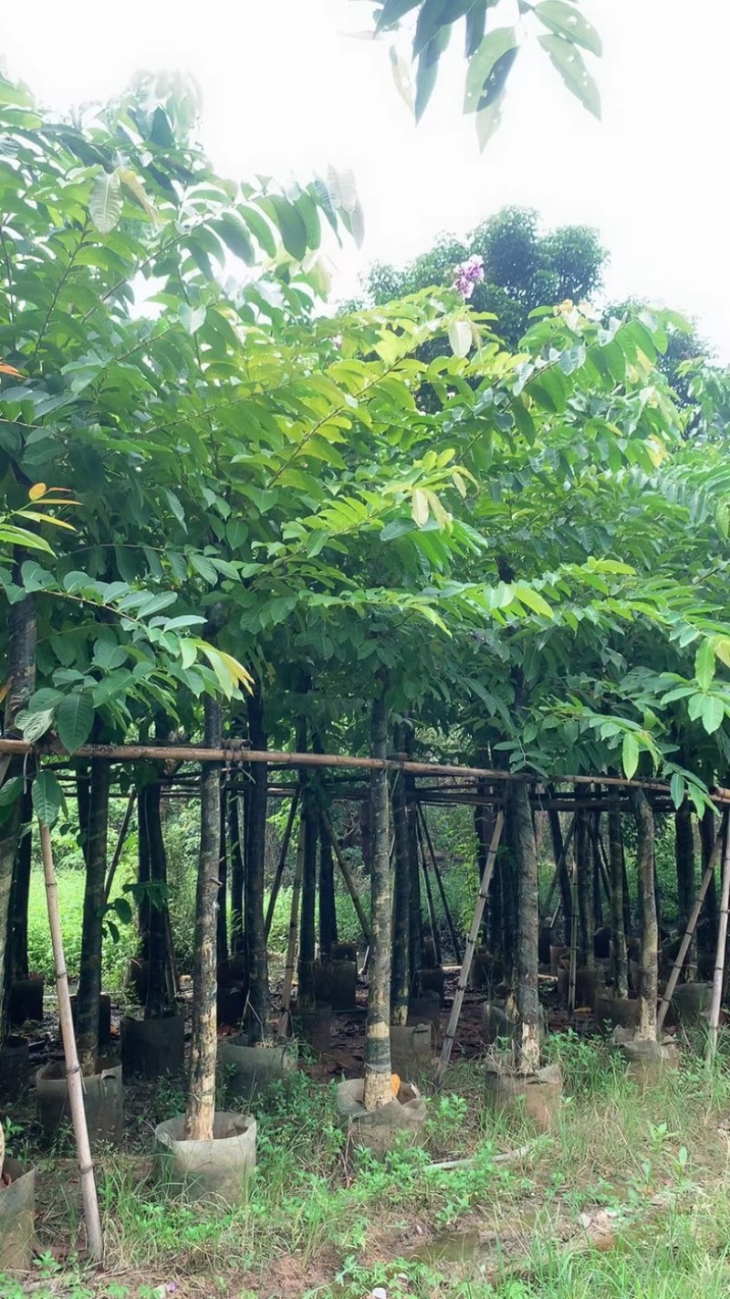 大红紫薇/开花紫花5～12公分