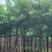 大红紫薇/开花紫花5～12公分