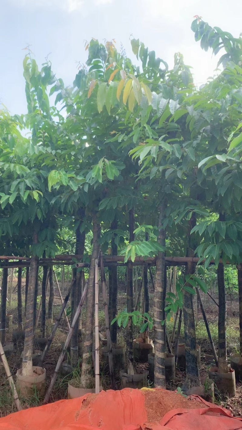 大红紫薇/开花紫花5～12公分