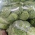 【实力】精品甘蓝圆包菜大量新鲜供应，以质论价欢迎来电洽谈