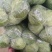 【实力】精品甘蓝圆包菜大量新鲜供应，以质论价欢迎来电洽谈