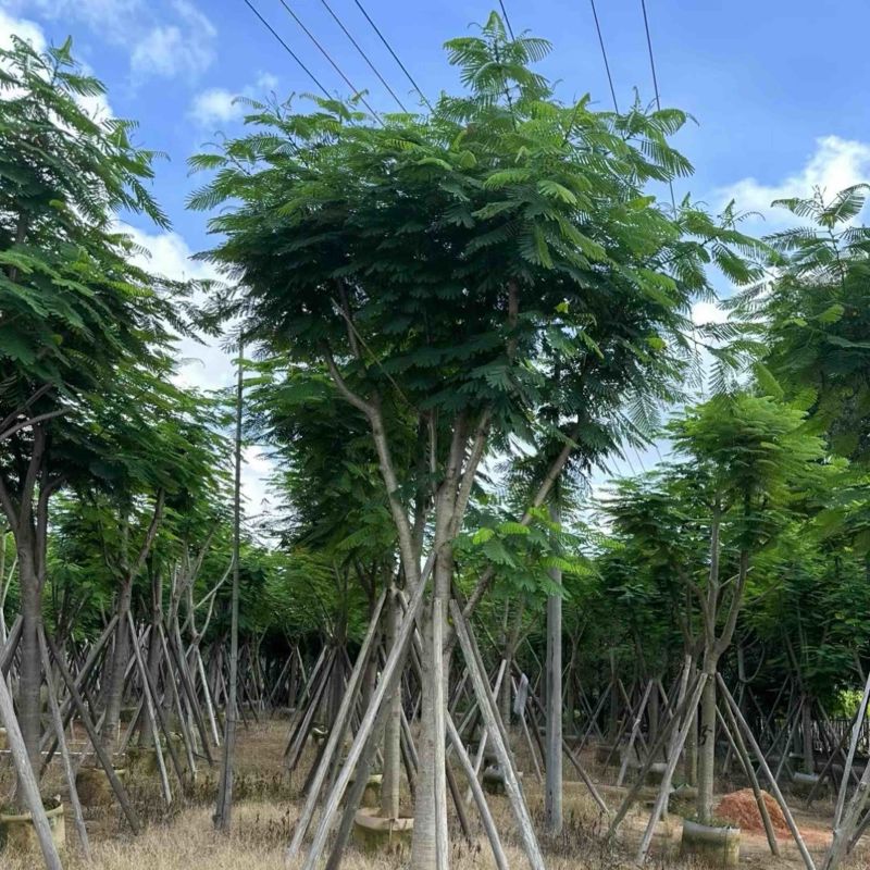 红花楹/凤凰树10～20公分
