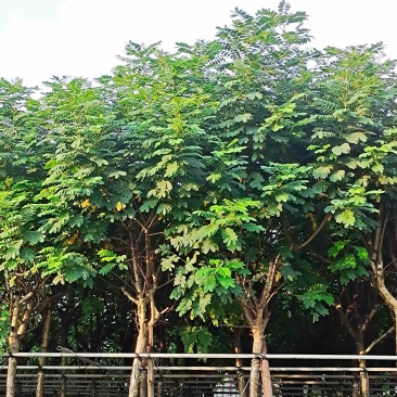 黄槐5～10公分
