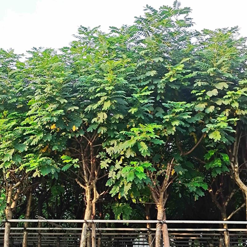 黄槐5～10公分