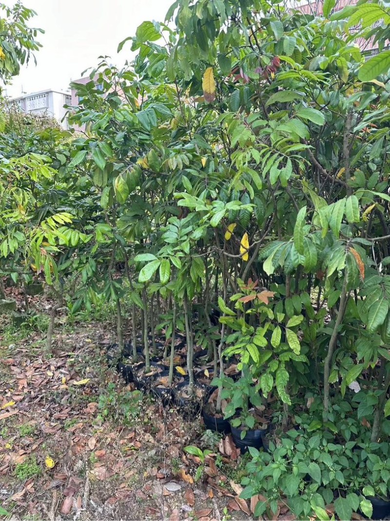 荔枝苗3～10公分
