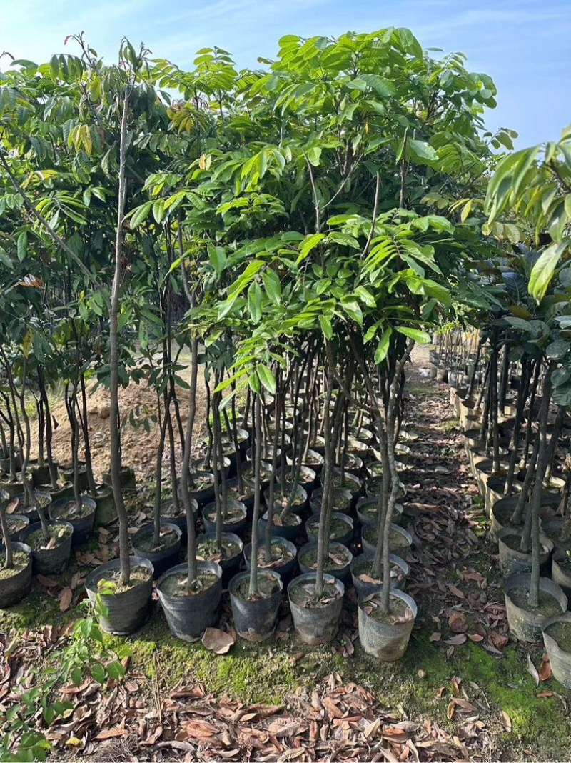 荔枝苗3～10公分