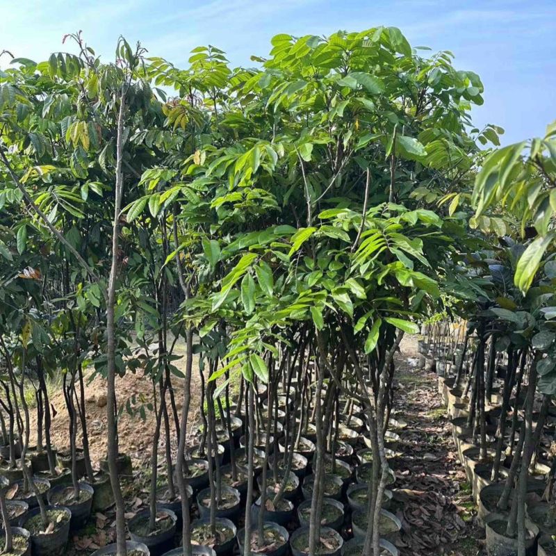 荔枝苗3～10公分